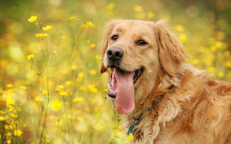 Golden Retriever in Field — Yellow, Calm, Spring