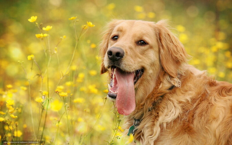Golden Retriever in Field — Yellow, Calm, Summer