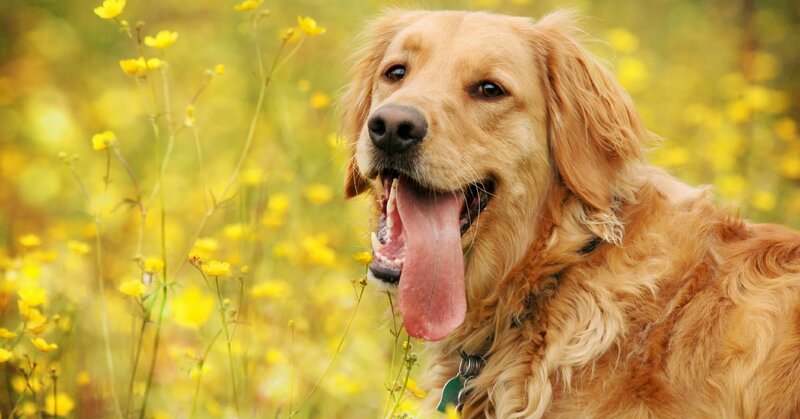 Golden Retriever in Field — Yellow, Calm