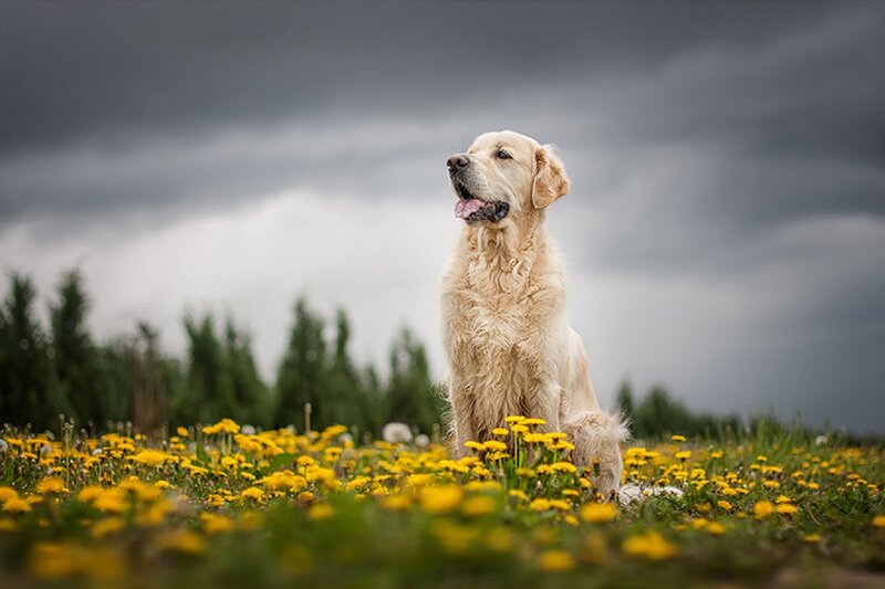 Golden Retriever in Field — Yellow