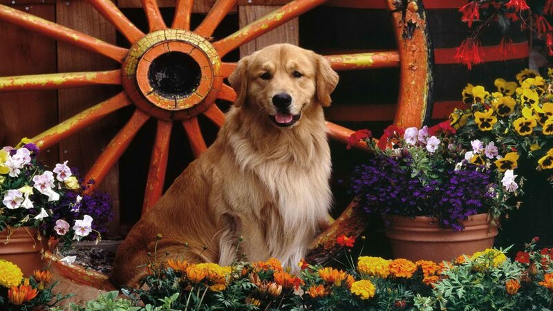 Golden retriever in flower garden