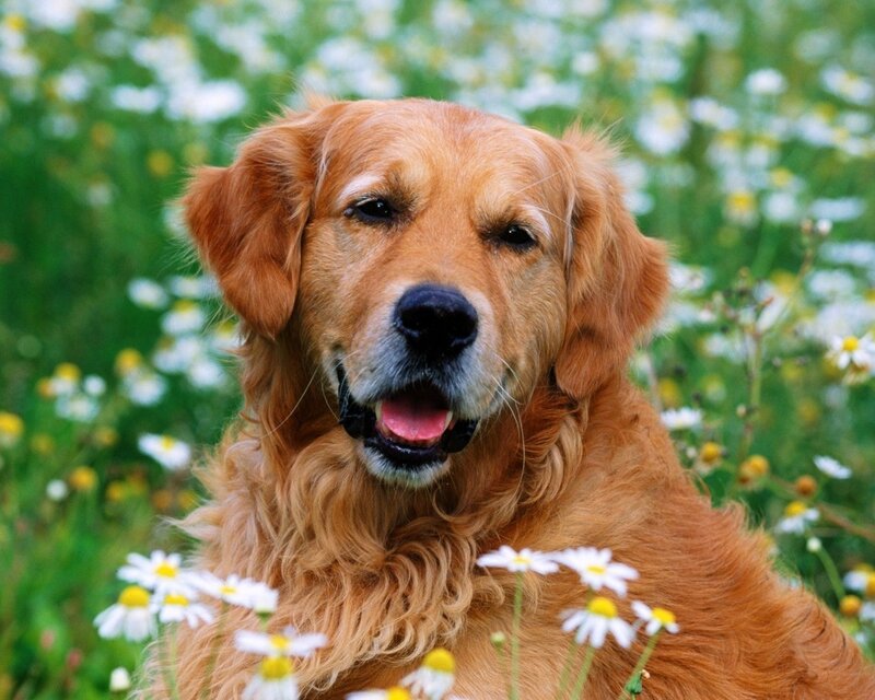 Golden Retriever in Flowers — Brown, Calm