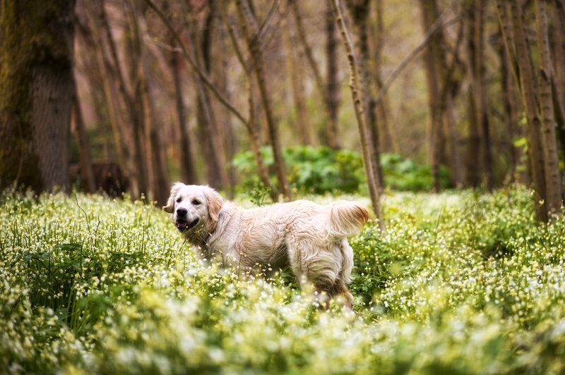Golden Retriever in Flowers — Green