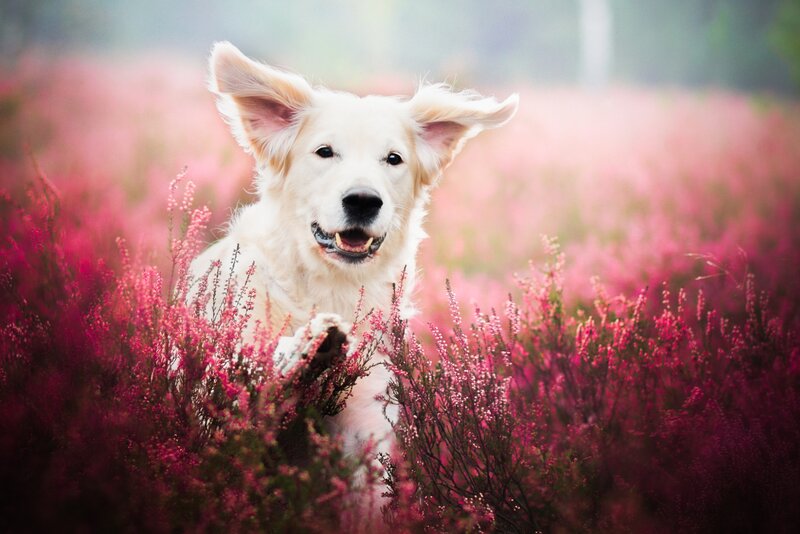 Golden Retriever in Flowers — Pink, Serene, Spring