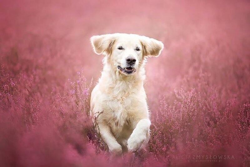 Golden Retriever in Flowers — Pink, Serene