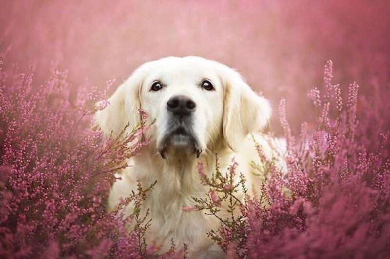 Golden Retriever in Flowers — Pink