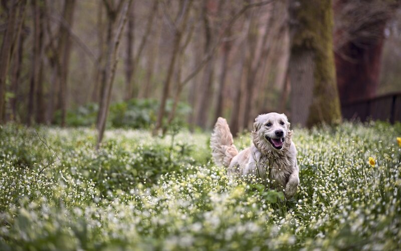 Golden Retriever in Flowers — White, Peaceful, Spring