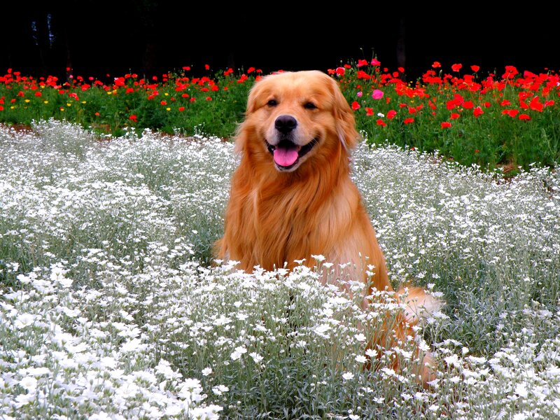 Golden Retriever in Flowers — White, Peaceful