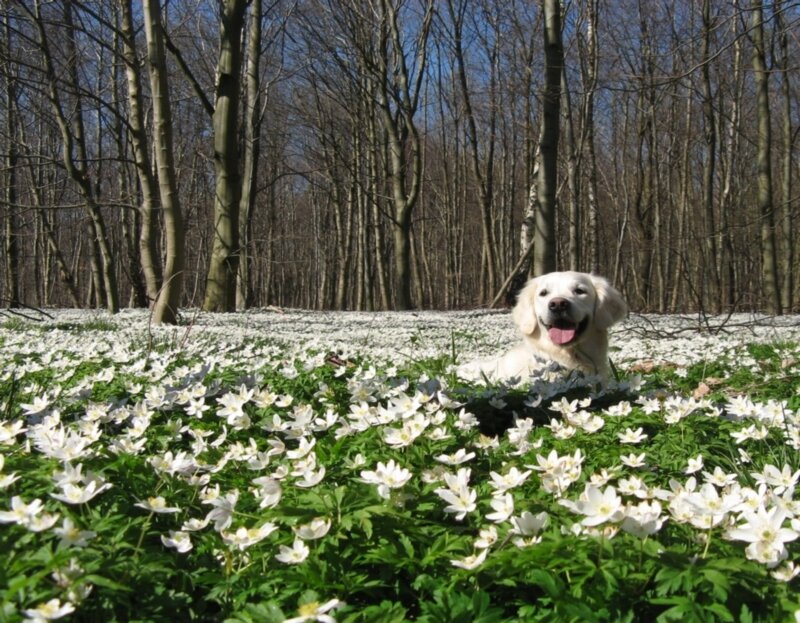 Golden Retriever in Flowers — White, Serene, Spring