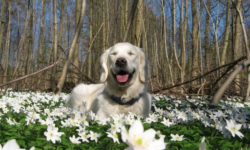 Golden Retriever in Flowers — White, Serene