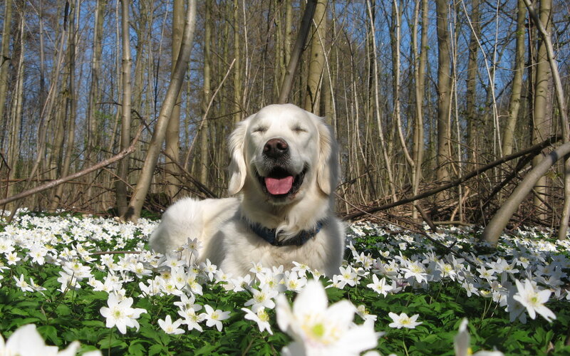 Golden Retriever in Flowers — White