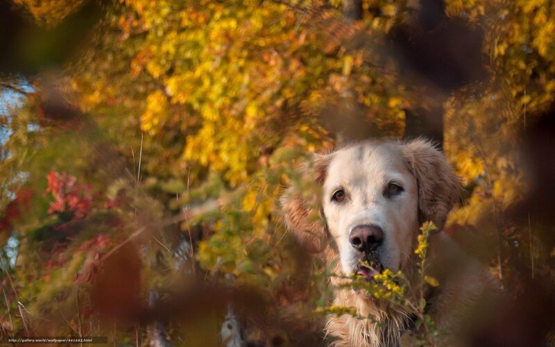 Golden Retriever in Foliage — Yellow