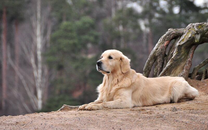 Golden Retriever in Forest