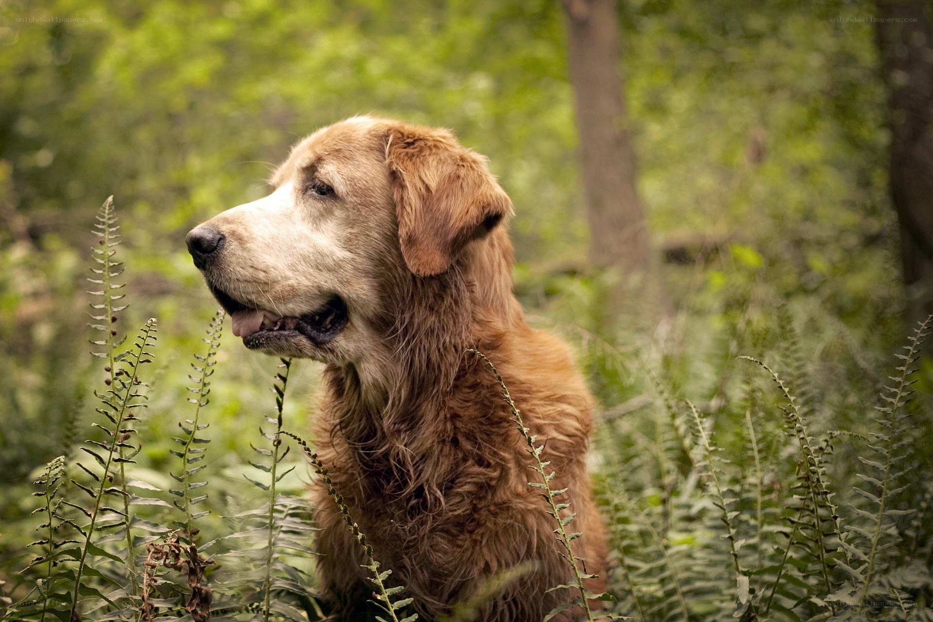 Golden retriever in forest