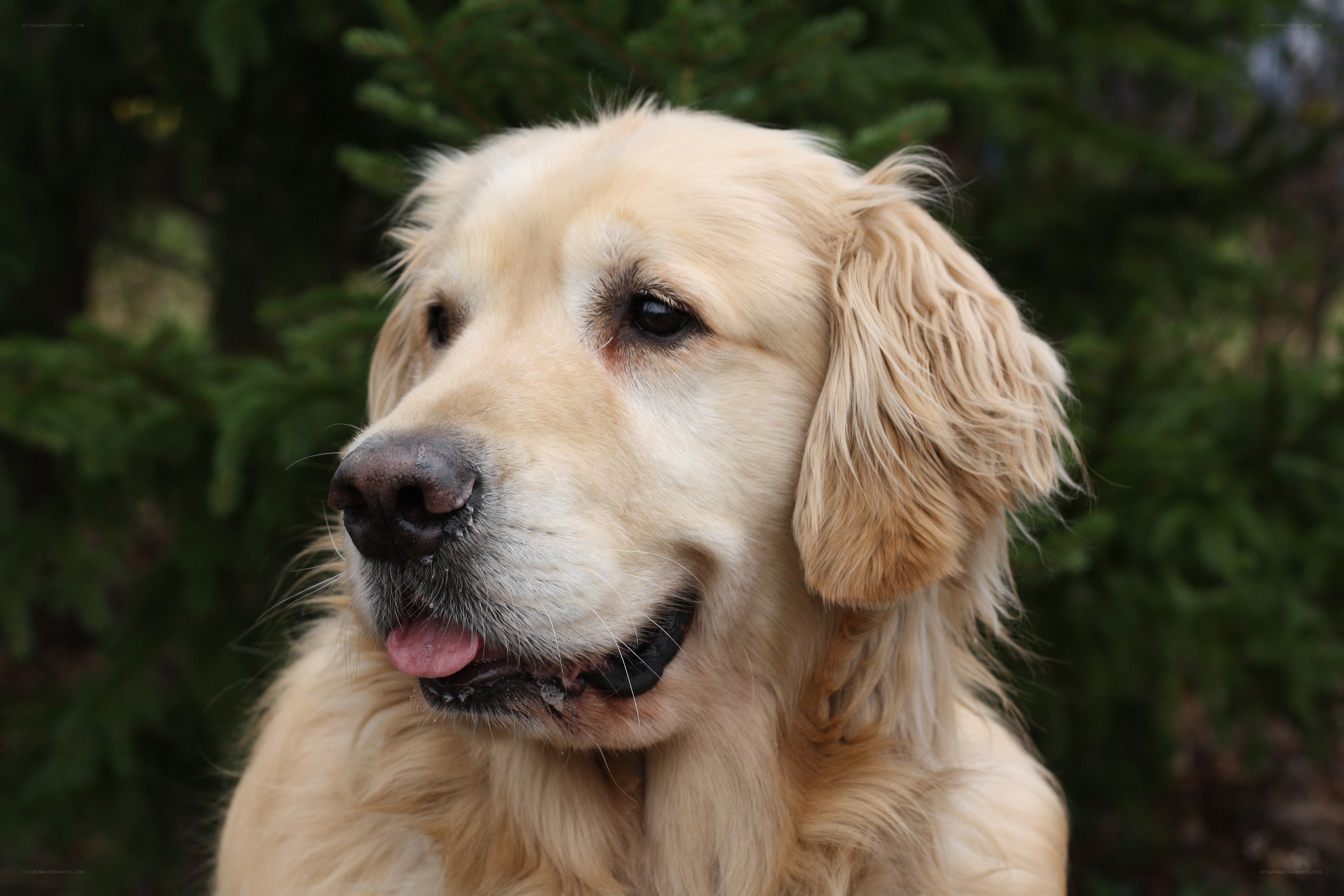 Golden Retriever in forest