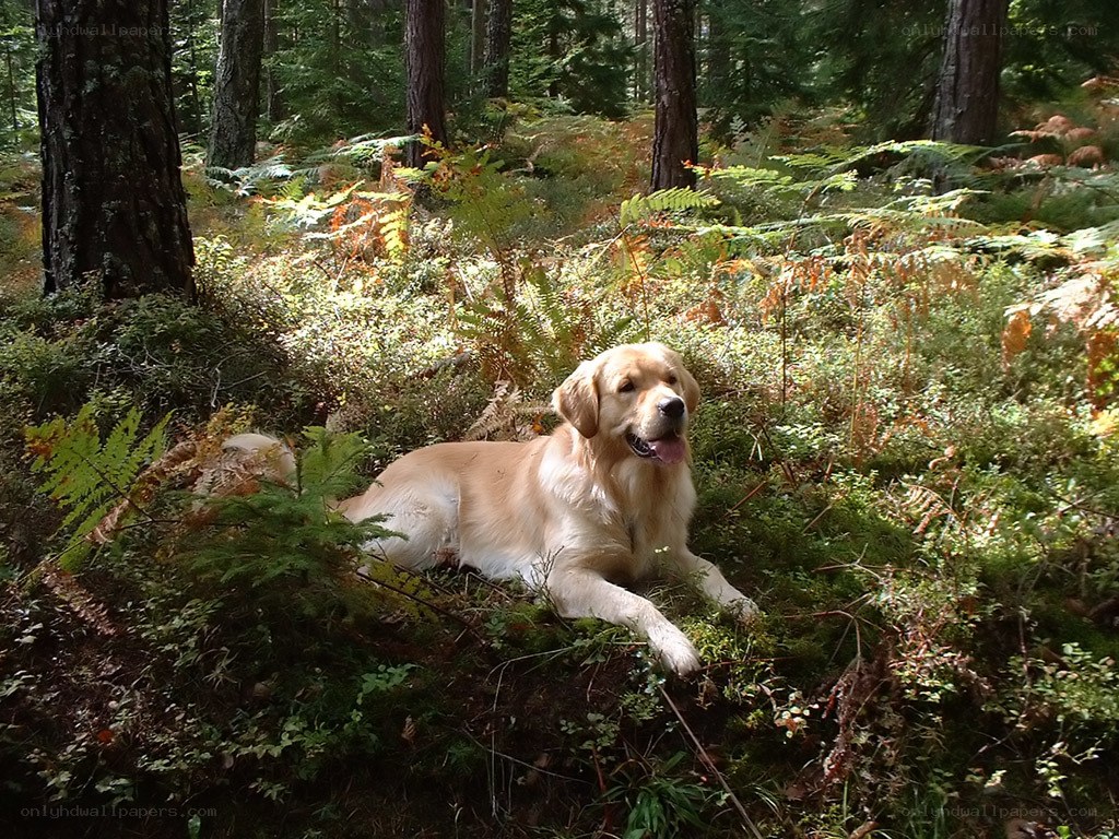 Golden retriever in forest