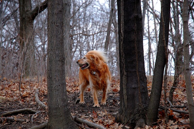 Golden retriever in forest