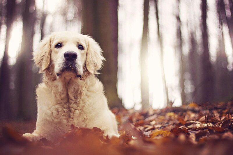Golden Retriever in Forest — Brown, Serene, Autumn, Photograph