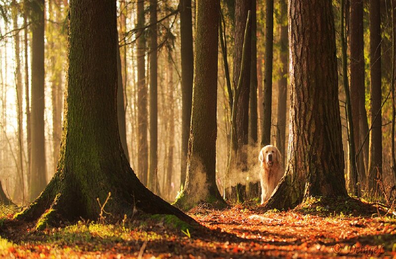 Golden Retriever in Forest — Brown, Serene, Autumn