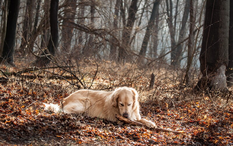 Golden Retriever in Forest — Brown, Serene