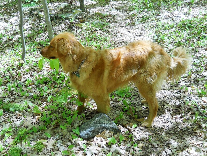 Golden Retriever in Forest — Brown