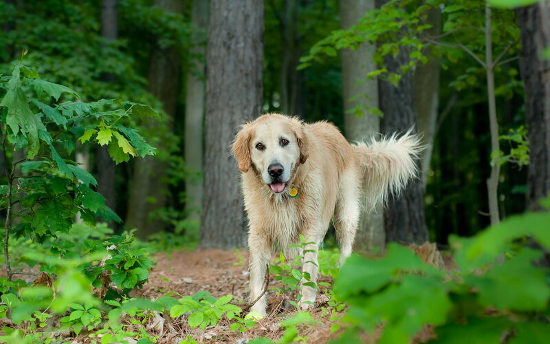 Golden Retriever in Forest — Green, Calm, Afternoon