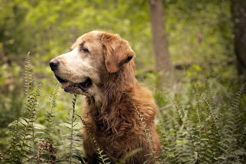 Golden Retriever in Forest — Green, Calm