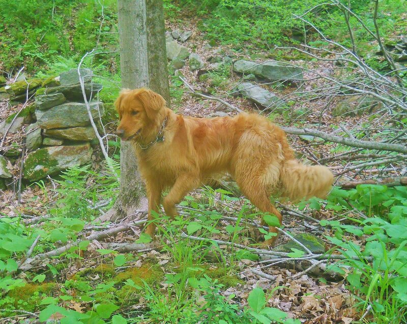 Golden Retriever in Forest — Green, Natural