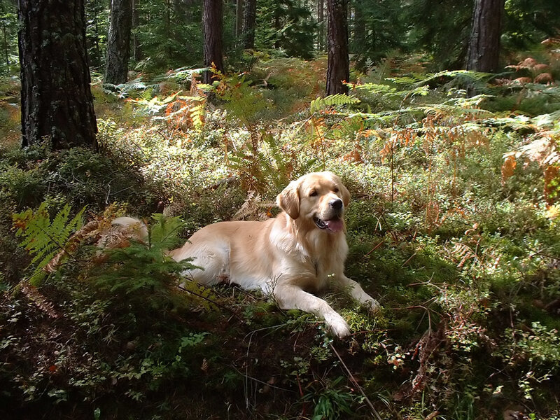 Golden Retriever in Forest — Green, Serene