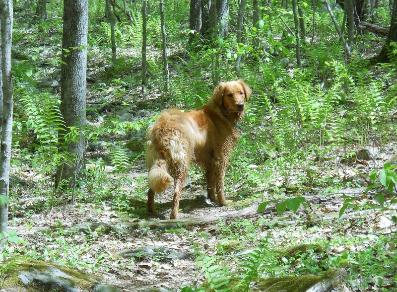 Golden Retriever in Forest — Green