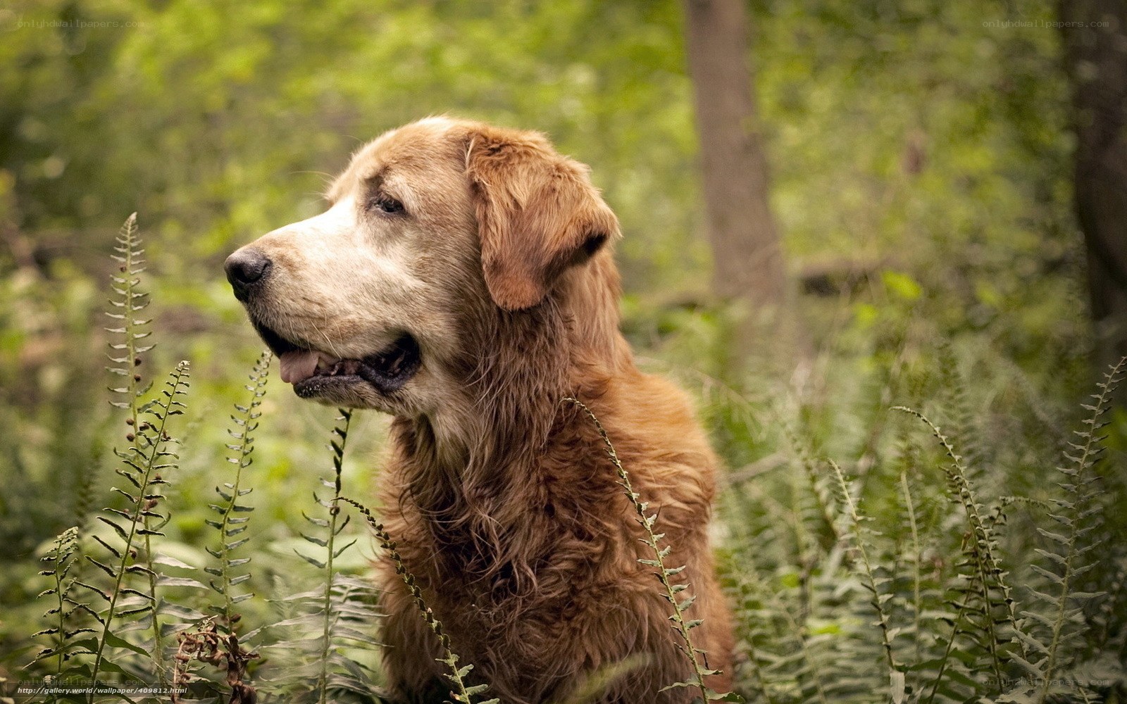 Golden Retriever in Forest