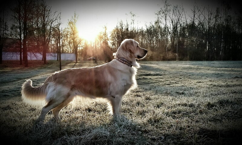 Golden Retriever in Frost — Gold