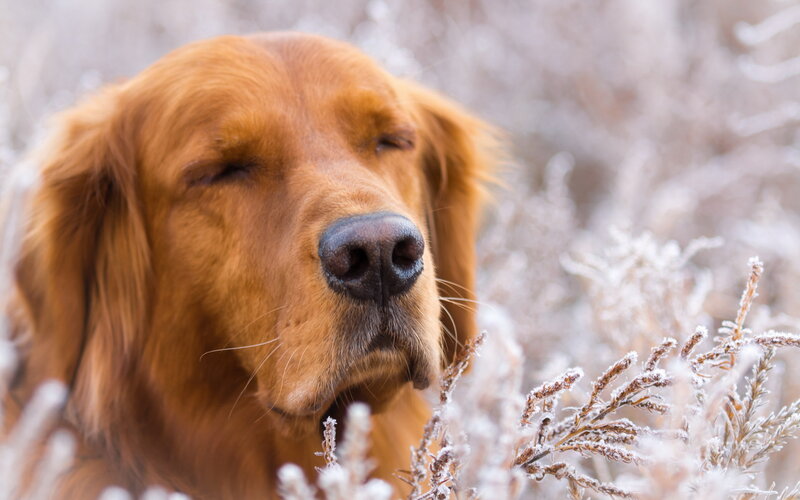 Golden Retriever in Frost