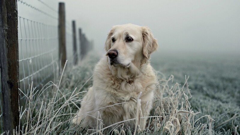 Golden Retriever in Frost — White, Somber