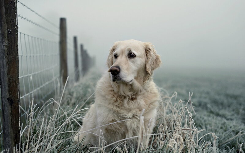 Golden Retriever in Frost — White