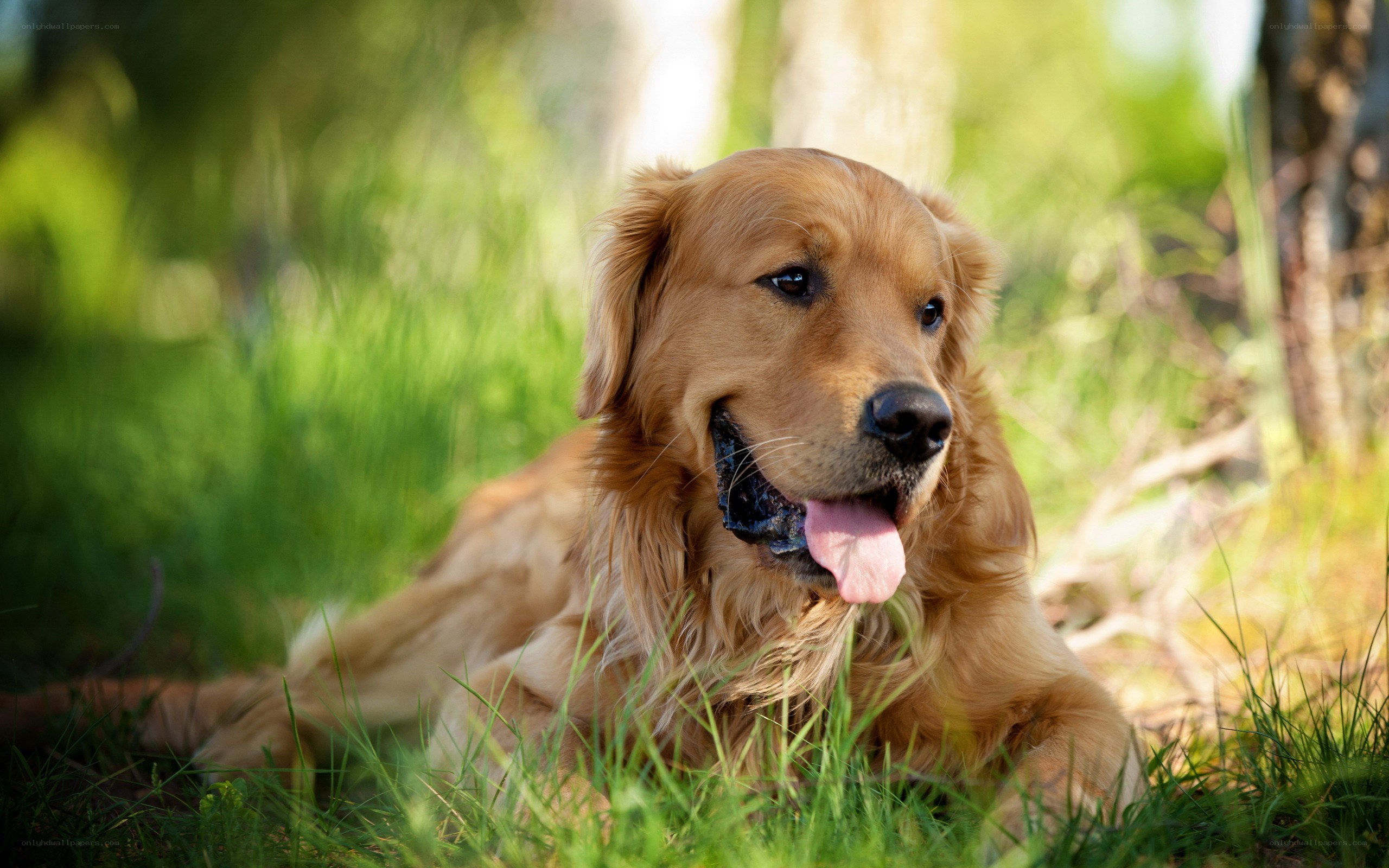 golden retriever in grass