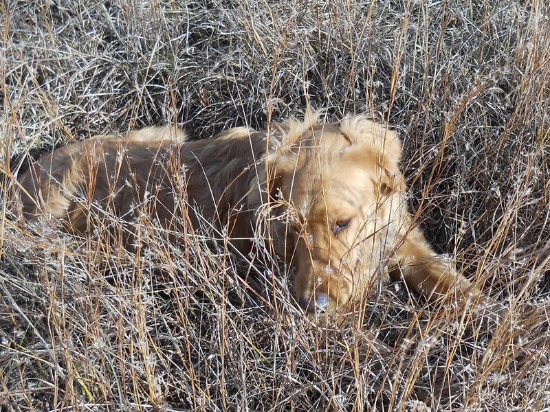 Golden Retriever in Grass — Brown, Calm