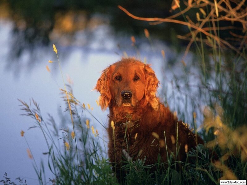 Golden Retriever in Grass — Brown