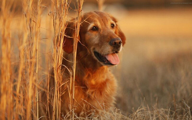 Golden Retriever in Grass — Gold, Calm, Sunset, Photograph, Sunlight