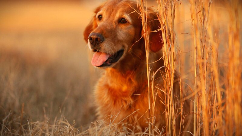 Golden Retriever in Grass — Gold, Calm, Sunset, Photograph