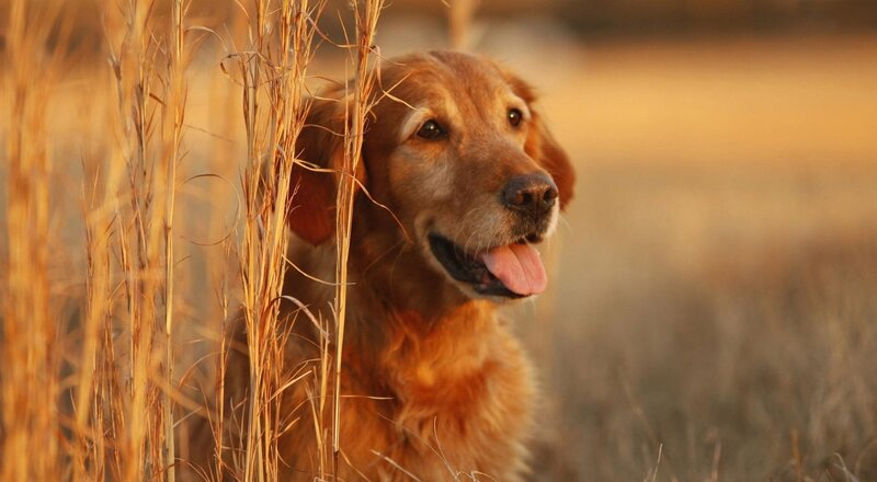 Golden Retriever in Grass — Gold, Calm, Sunset