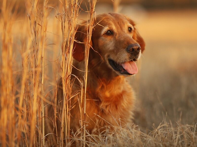 Golden Retriever in Grass — Gold, Calm