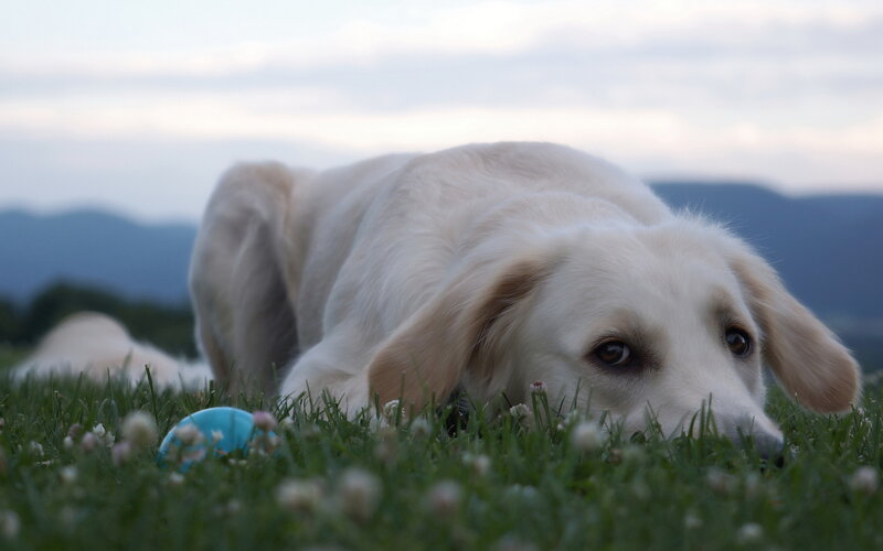 Golden Retriever in Grass — Green, Calm, Sunset