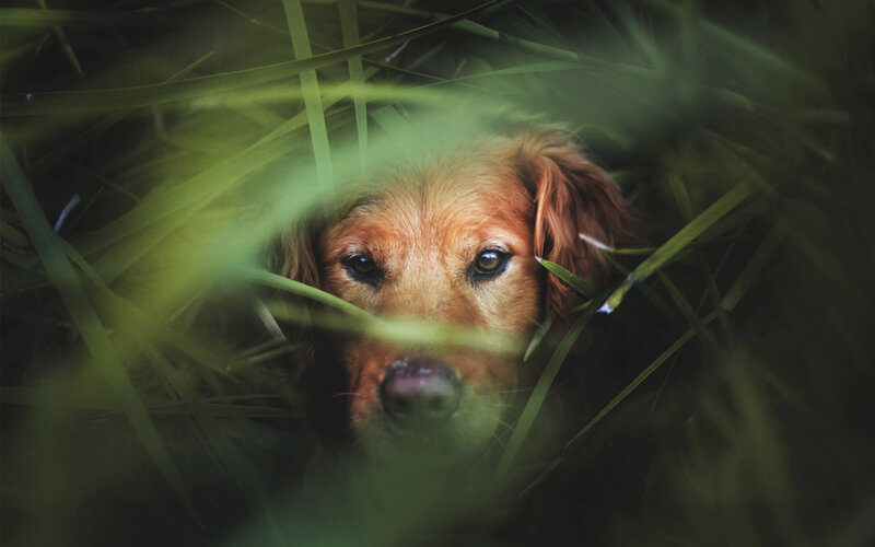 Golden Retriever in Grass — Green, Calm