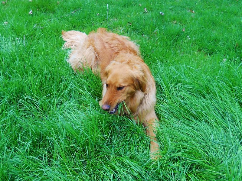Golden Retriever in Grass — Green