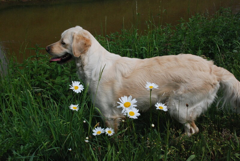 Golden Retriever in Grass — White