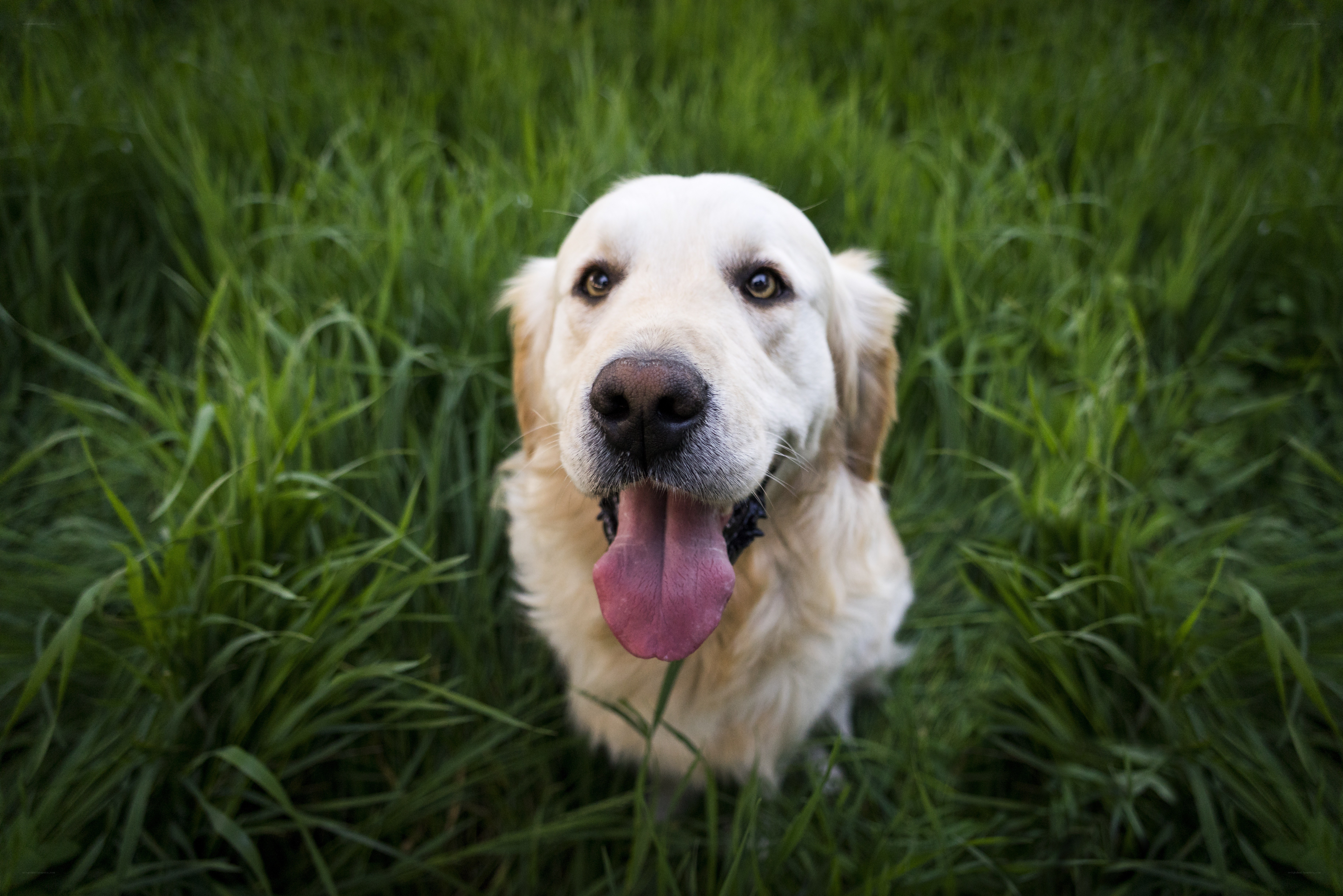 Golden Retriever in Grass
