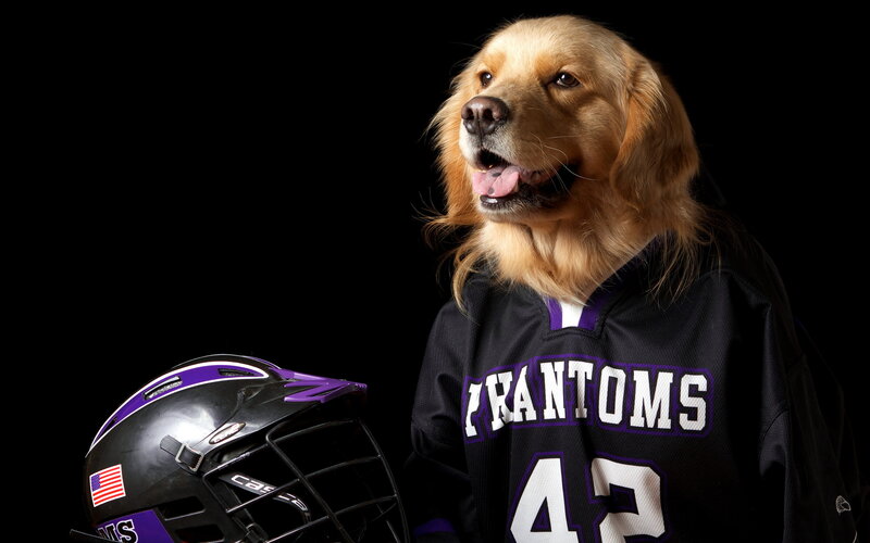 Golden Retriever in Jersey