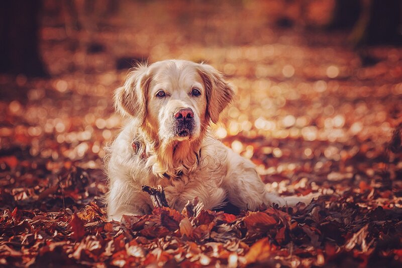 Golden Retriever in Leaves — Brown