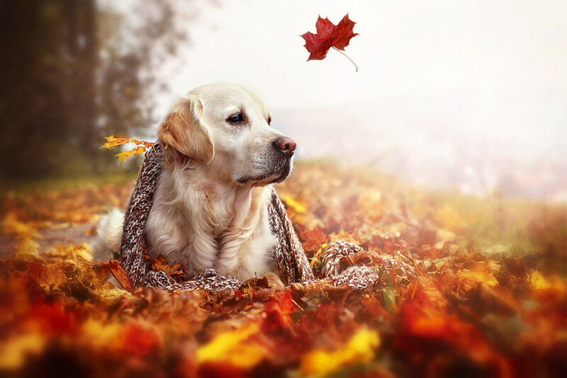 Golden Retriever in Leaves — Orange